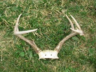 Deer Antler Rack Set: Small (6-9 points ) 